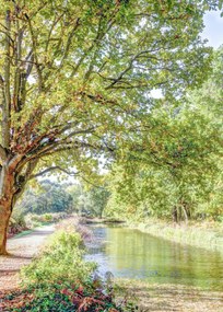 Poszter 50x70cm Ösvény a csatorna felett az erdőben, Assaf Frank