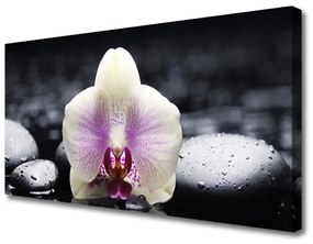 Vászonkép falra Virág orchidea növény 100x50 cm