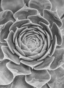 Poszter 20,5x28,4cm Közelkép pozsgásokról, Assaf Frank