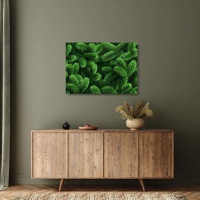 Kép - Tűlevelű gallyak (üvegen) (70x50 cm)