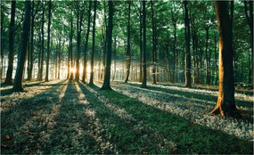 Flizelin fotótapéta Erdei szimfónia Nap a fák sűrűjében 254x184 +ragasztó
