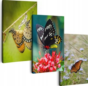 Vászonkép 150 cm **többféle minta** Képek A Nappaliba Triptichon Pillangók