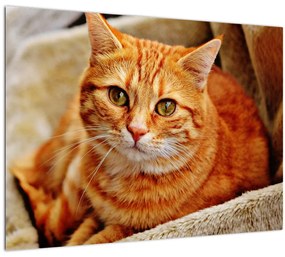 Egy fekvő macska képe (70x50 cm)