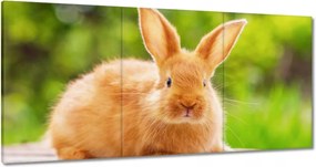 Vászonkép 60x30 Húsvéti nyuszi