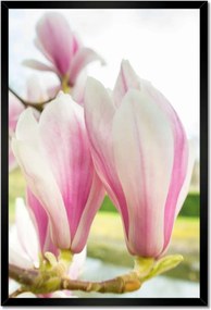 Poszterek keretben 40x60 Virágok