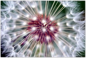 Poszterek 120x80 Pitypang Virág Virágok