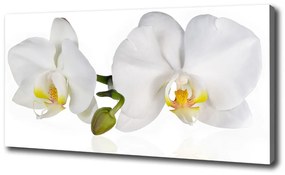 Vászonkép nyomtatás Orchidea oc-103920801