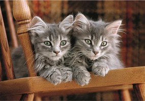 Cicás Cozy Cat 500 db-os Compact puzzle Clementoni