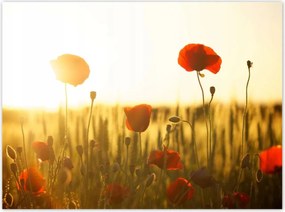 Poszterek 135x100 Pipacsok napfelkeltekor