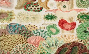 Fali fotótapéta Étkezőbe Organikus formák 416x254