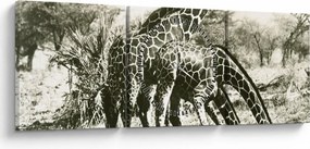 Kép - Zsiráfok, vintage (órával) (90x30 cm)