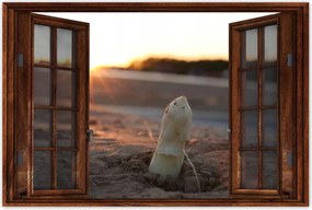 Poszterek 60x40 Spárga növekedés