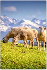 Poszterek 60x90 Juh legeltetés Bárányok Juhok
