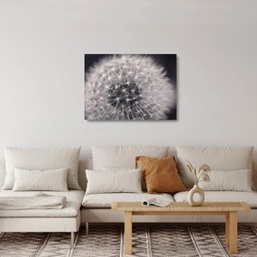 Pitypang képe (üvegen) (70x50 cm)