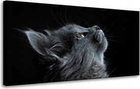 Vászonkép Állatok Gyönyörű macska 80x40 cm