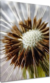 Vászonkép 70x100 Pitypang Virág Virágok