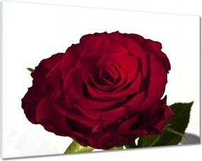 Vászonkép 100x70 Vörös rózsa fehér között