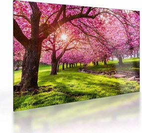 A virágzó cseresznye képe, Hurd Park, Dover, New Jersey (üvegen) (70x50 cm)