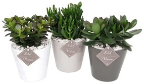 POZSGÁS MIX DEKOR KASPÓBAN CS 12CM