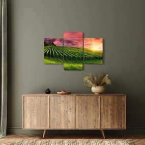 Szőlőskert és a színes égbolt képe (90x60 cm)