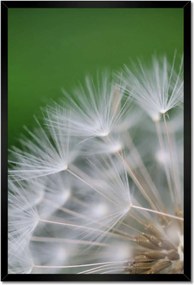 Poszterek keretben 40x60 Pitypang Virág Virágok