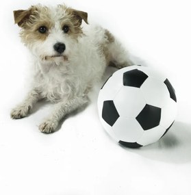 Poszter 21x29,7cm Kutya labdával, Assaf Frank