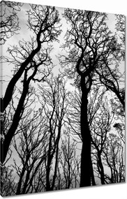 Vászonkép 60x80 Erdő Fák Kilátás alulról