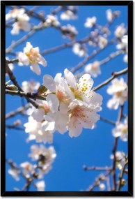 Poszterek keretben 40x60 Almafa virág