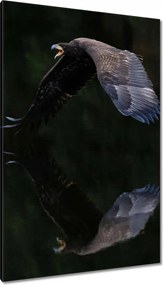 Vászonkép 80x120 Madarak