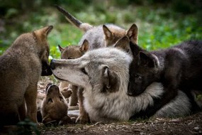 Művészeti fotózás Wolf with litter of playful cubs, Zocha_K, (40 x 26.7 cm)
