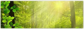 Poszterek 200x66 Varázslatos erdő Tájkép