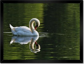 Poszterek keretben 40x30 Hattyú