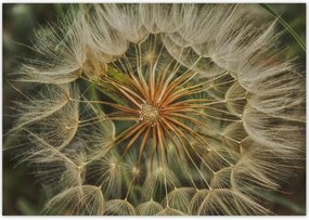 Poszterek 100x70 Pitypang Virág Virágok