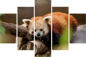 Vörös panda képe (150x105 cm)
