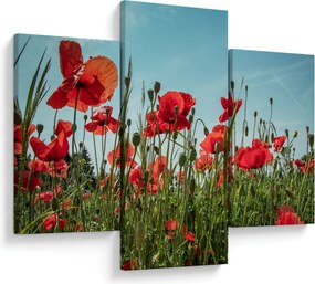Kép - Pipacsos mező (90x60 cm)