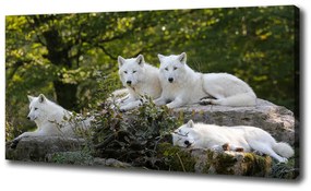 Vászonkép Fehér farkasok szikla oc-93949837