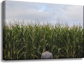 Vászonkép Természet Kukoricamező 60x40 cm