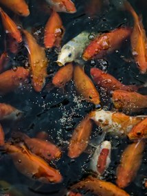 Poszter 30x40cm Aranyhalak gyülekeznek a felszínen, Assaf Frank