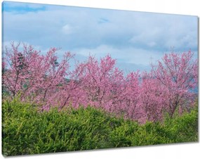 Vászonkép 100x70 Virágzó cseresznye