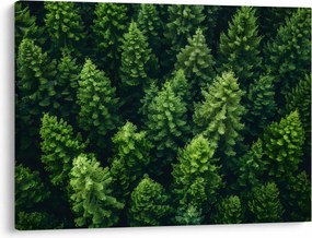 Kép - Forest (70x50 cm)