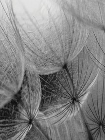 Pitypang poszter, fotótapéta, Vlies (184x254 cm, álló)