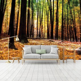 Fotótapéta - Erdők (152,5x104 cm)