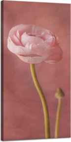 Botanika Vászonkép Bazsarózsa 40x80 cm