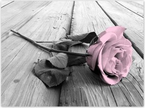 Poszterek 135x100 Púderrózsaszín Old pink Rose