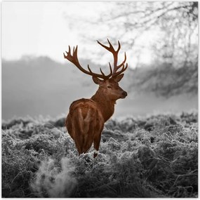Poszterek 100x100 Méltóságteljes szarvas szarvakkal