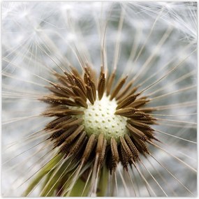 Poszterek 100x100 Pitypang Virág Virágok