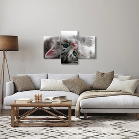 Kép - Macska zöld szemekkel (90x60 cm)