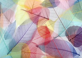 Fürdőszobaszőnyeg, 40×60 cm – CT-5260