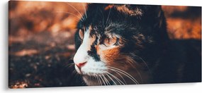 Kép - A macska látképe (120x50 cm)