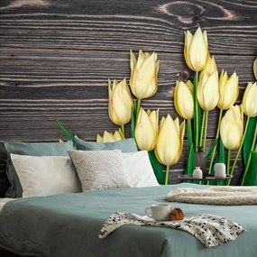 Fotótapéta sárga tulipán fa háttéren